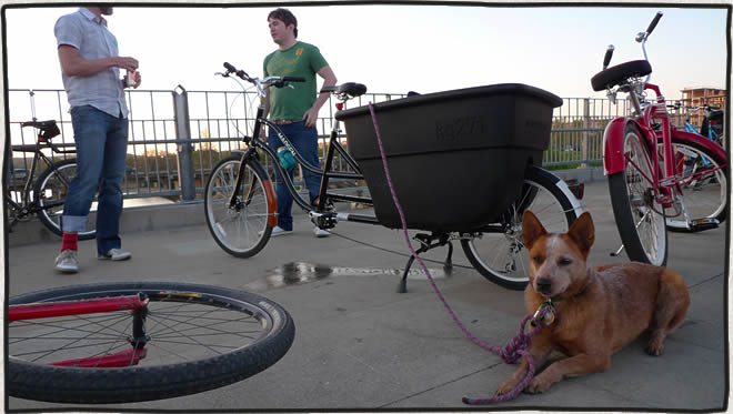 Madsen Cycles tub bike with my dog Paddy